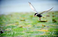 八百里瀚海南缘的湿地乐园