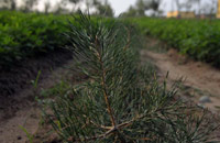 三北防护林添新生命