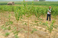 “八百里瀚海”重披绿装