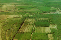 逆转我国最大沙地的一片绿