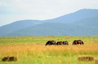 北国筑起绿色长城