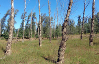 7万亩树木死亡引发的思考