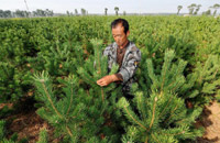 苗木成农民“绿色聚宝盆”