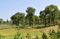 “不毛之地”变“塞上绿洲”