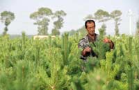 山西右玉造林人的期盼