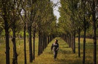 沙漠&ldquo;绿花&rdquo;静静开