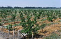 &ldquo;沙漠水城&rdquo;的点沙成金之路