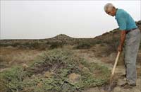 植物界的&ldquo;大熊猫&rdquo;:四合木