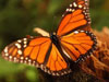 蝴蝶灭绝风险超过老虎？
