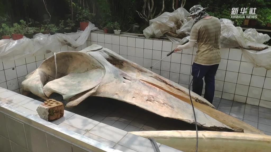 长须鲸&ldquo;重生&rdquo;记