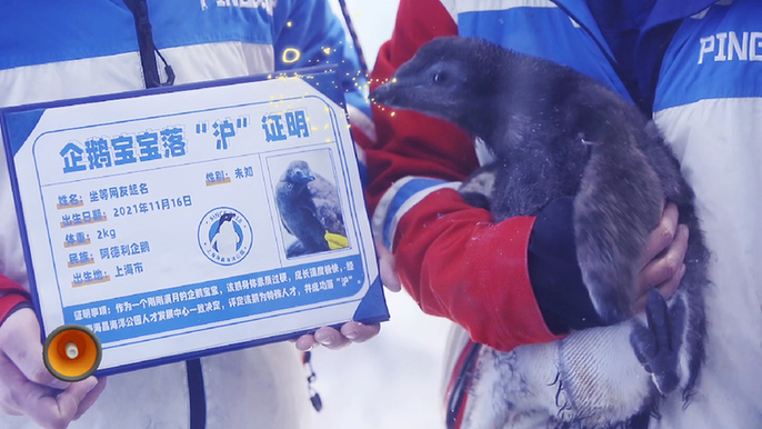 企鹅宝宝落&ldquo;沪&rdquo;啦！