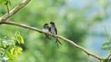 神奇動物在雲南丨夏日石梯雨林 邂逅鳥類小精靈