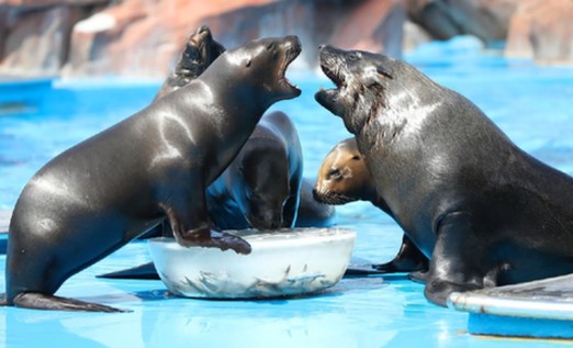海洋动物过中秋 花式月饼齐上阵