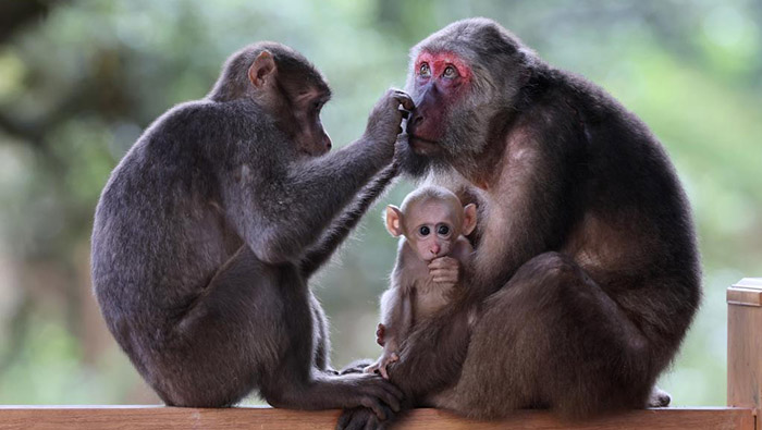 新华全媒+丨武夷山国家公园：藏酋猴的乐园