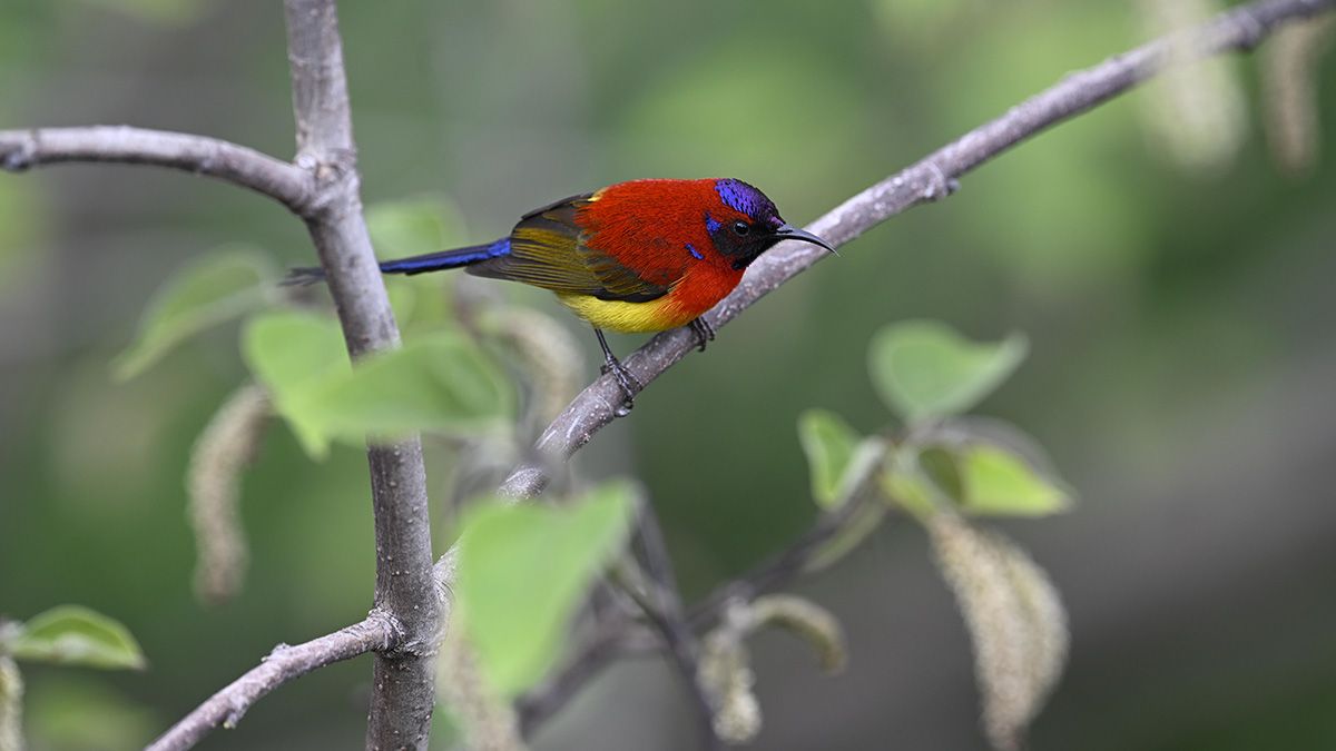 第四届“神农架国家公园杯”观鸟赛记录到有效鸟种达298种