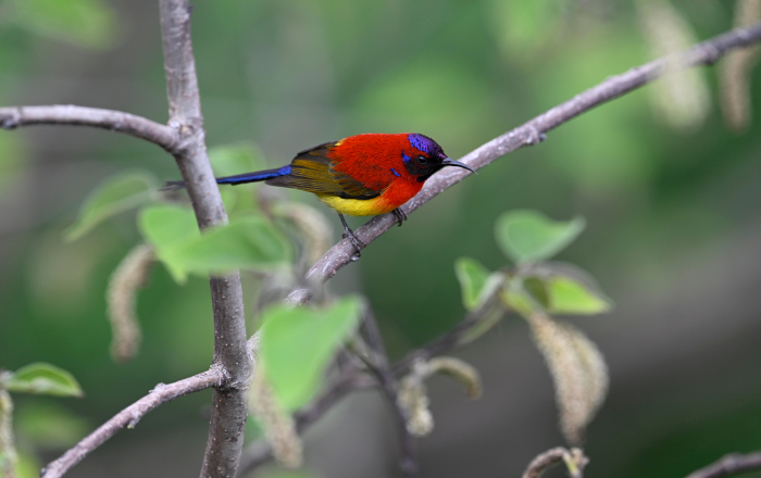 第四届“神农架国家公园杯”观鸟赛记录到有效鸟种达298种
