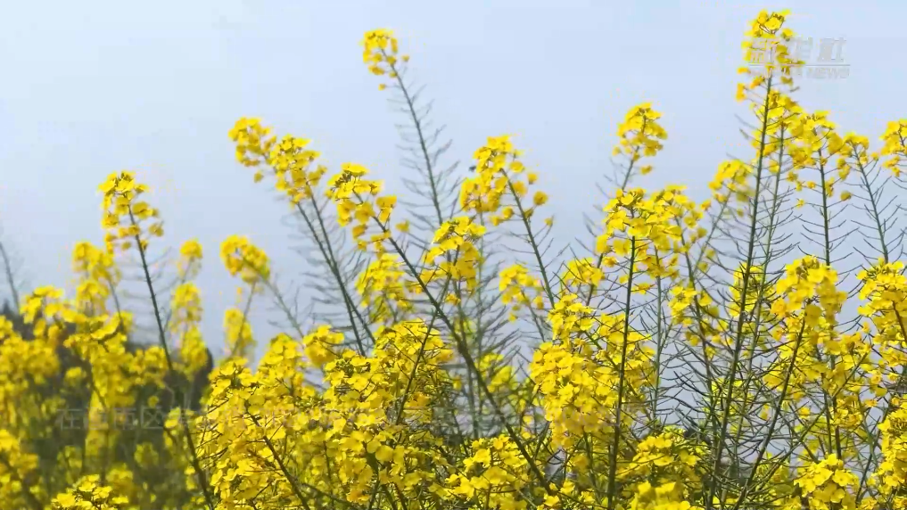 新华全媒+｜重庆潼南“油菜花经济”丰富农村经济业态