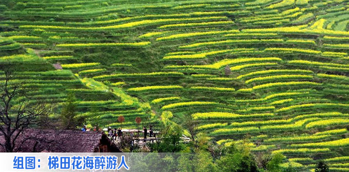 梯田花海醉游人