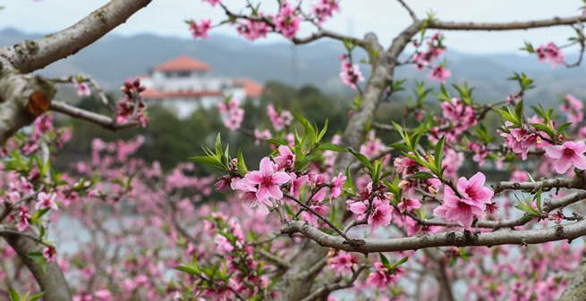 &ldquo;桃花故里&rdquo;赏桃花