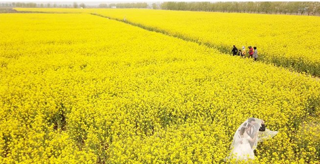 油菜花开迎客来