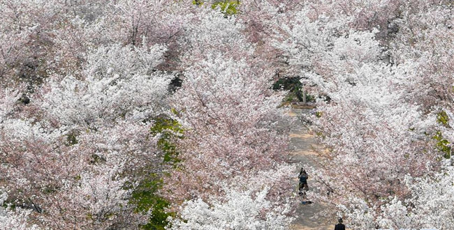 黄河岸边樱花绽