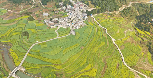 贵州玉屏：油菜花开乡村美