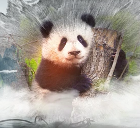 《国家公园》第三集：体制试点（下）