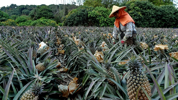 台湾：凤梨进入采收季
