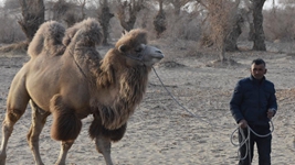 大漠小村谱新篇&mdash;&mdash;聆听新疆乡村振兴脉动新声