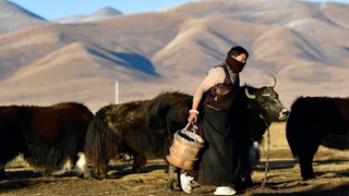 古老畜牧业重焕生机——青海玉树牦牛产业观察