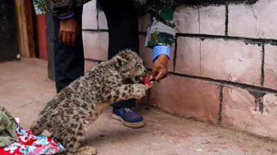 雪域高原上的珍稀野生动物救助
