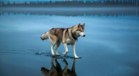 俄罗斯摄影师为爱犬北极冰湖拍写真