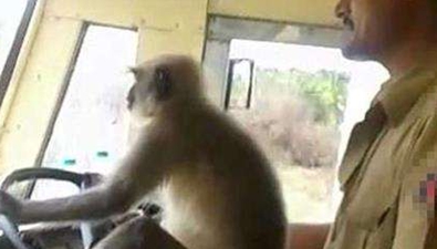 印度让猴子“开公交”