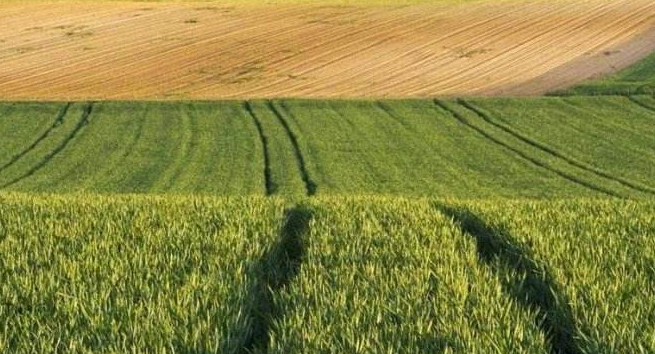 河套灌区春小麦陆续开播