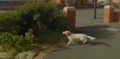 英国：风太大 男子遛狗被吹倒