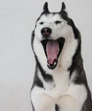 春困，打个哈欠吧！