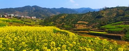 浙江嵊州淡山&ldquo;油菜花开争春早&rdquo;