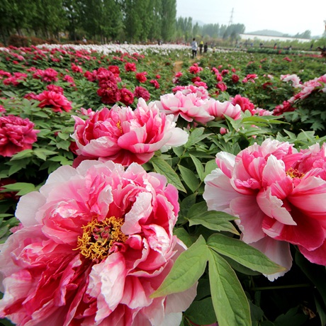 牡丹界200多岁&ldquo;高龄老人&rdquo;长啥样