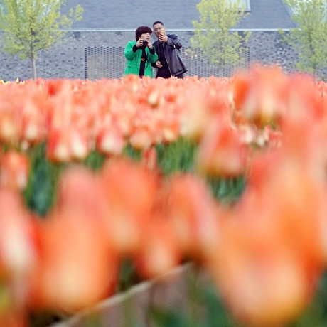 AI带你看懂这&ldquo;花花世界&rdquo;