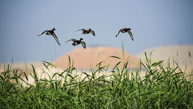 生态中国&middot;塞上江南沙水依