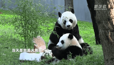 旅美大熊猫“小奇迹”迎来一岁生日