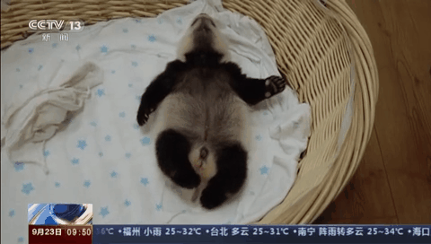 今年共繁育存活大熊貓寶寶24只