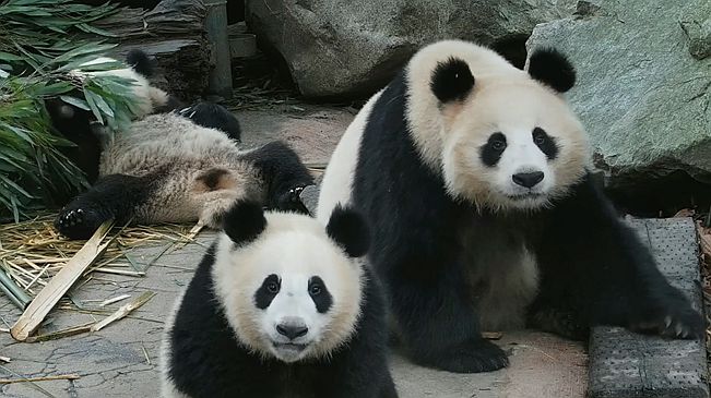 同時被兩只大熊貓盯上是什麼體驗？