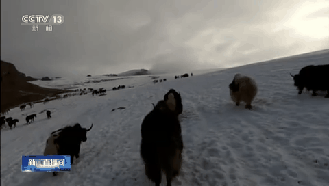 新疆：牛羊马匹翻越雪原浩荡转场