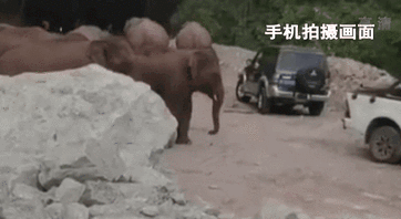 云南西双版纳：野象组团穿越公路 车辆停车避让
