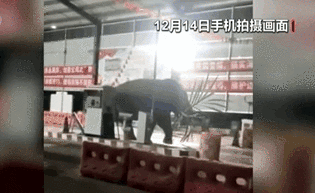云南：随性逛吃 野生亚洲象频闯边检站