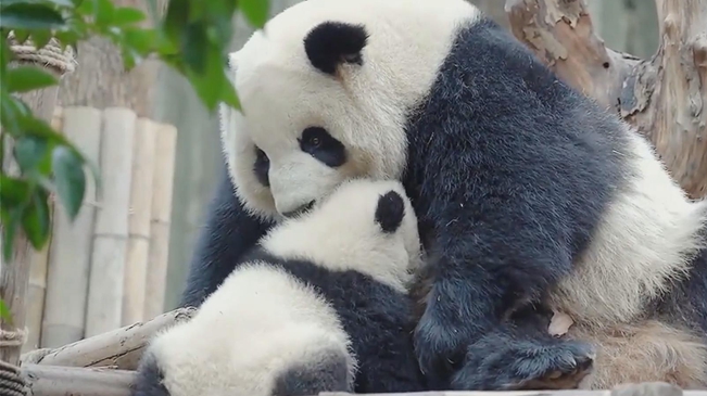 熊猫妈妈的亲子时光