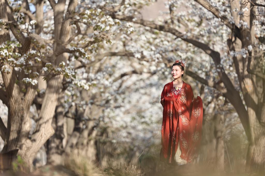 百年梨园&ldquo;云赏花&rdquo;