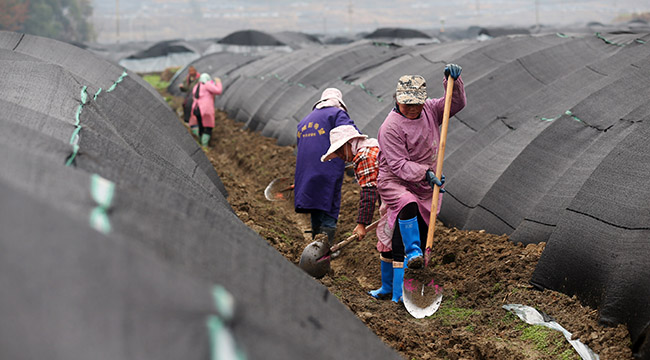 重庆黔江：高山羊肚菌春管忙