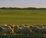 灵魂安放在草原